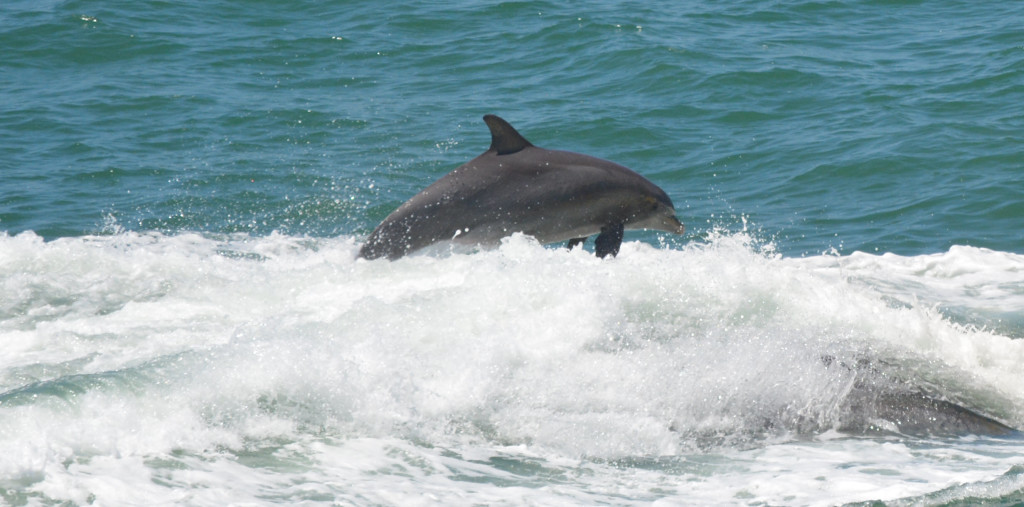Clearwater-Beach-Dolphin-20130503