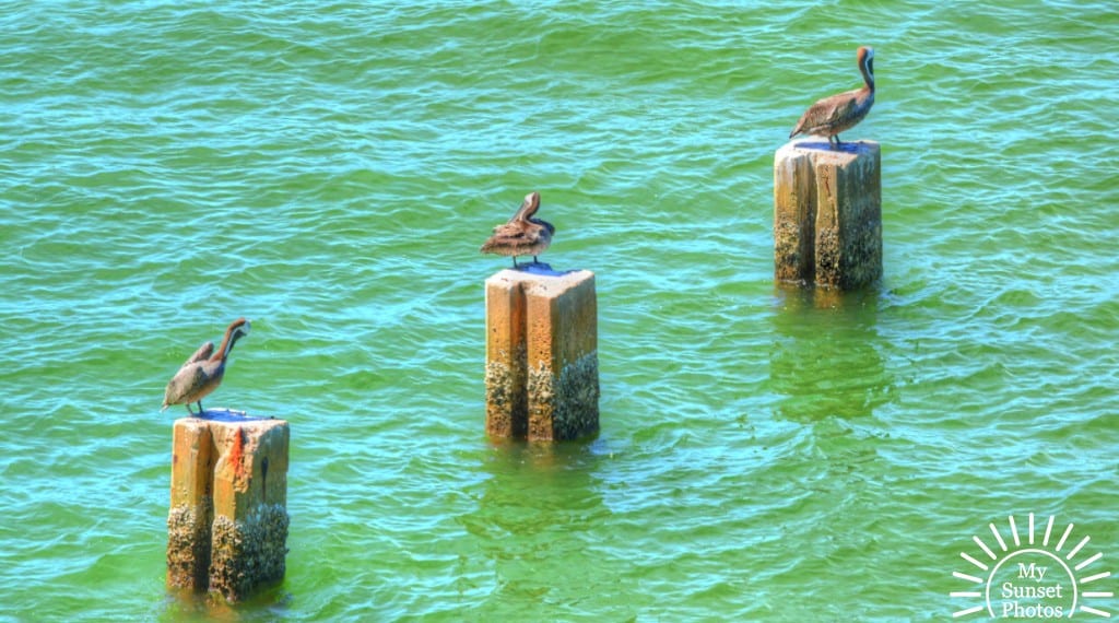 florida-pelicans-at-clearwater-beach-20140808